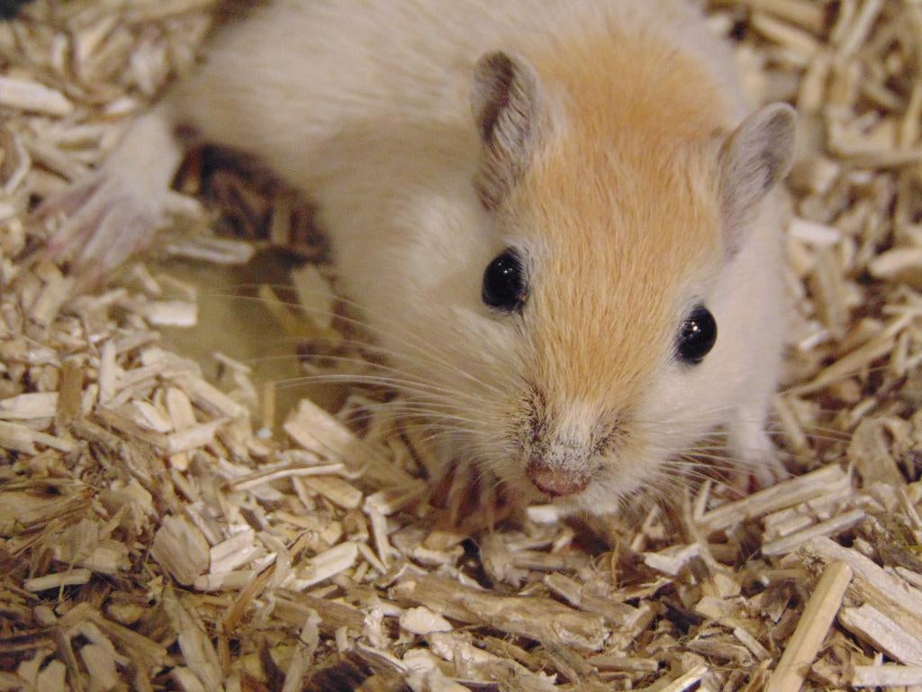 Jonge gerbils in Assen., Februari, Meerdere dieren, Rat
