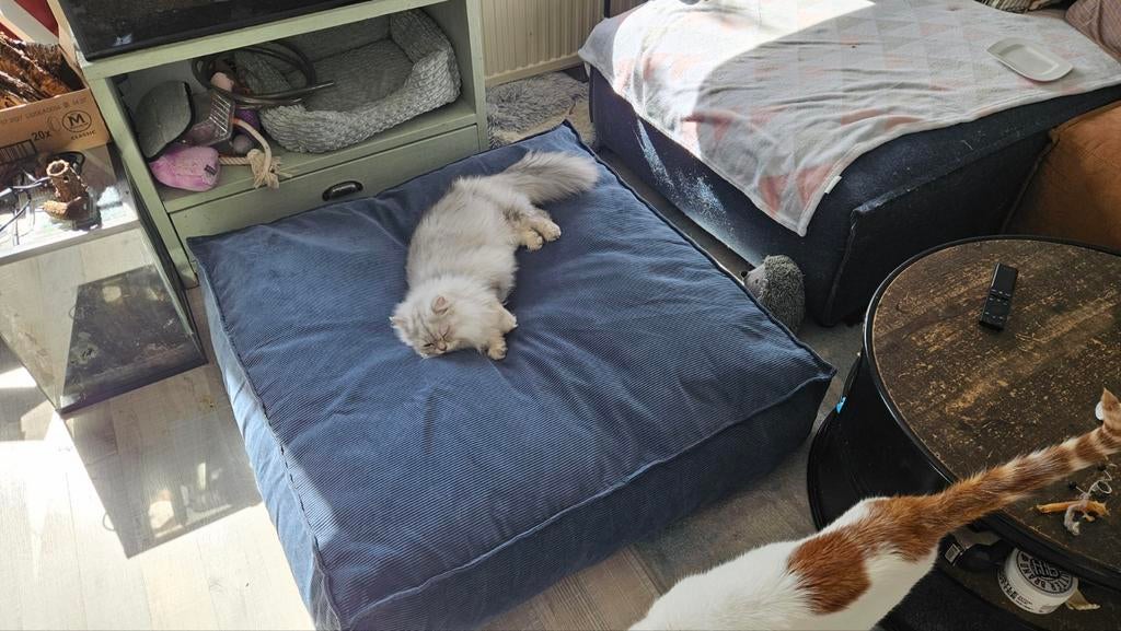 Animal Boulevard Orthopedisch Honden bed 100x100cm, Ophalen, Zo goed als nieuw, Stof