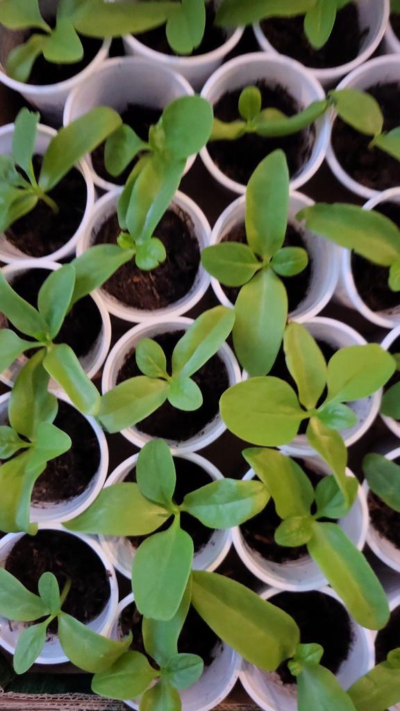 Poi, Ophalen, Eenjarig, Groenteplanten, Volle zon