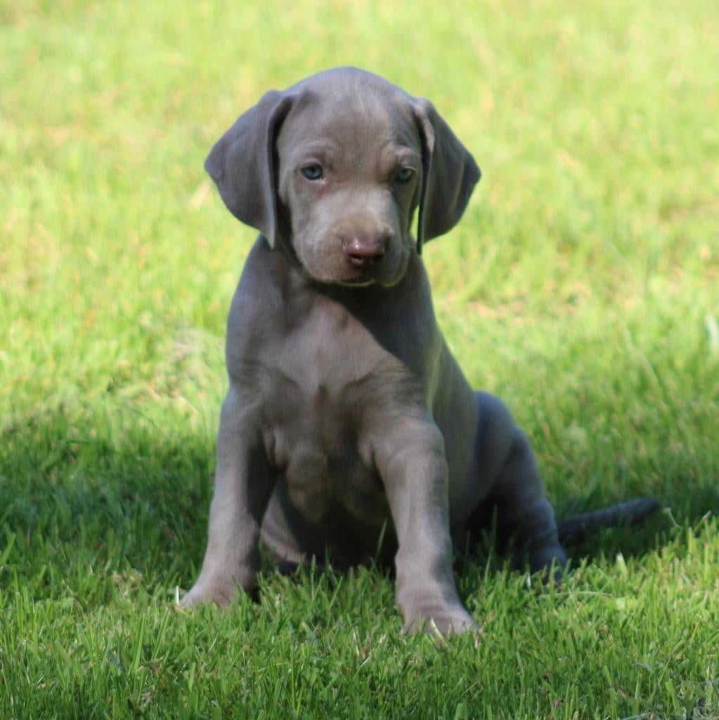 Weimaraner pups, Parvo, België, Overige rassen, 8 tot 15 weken