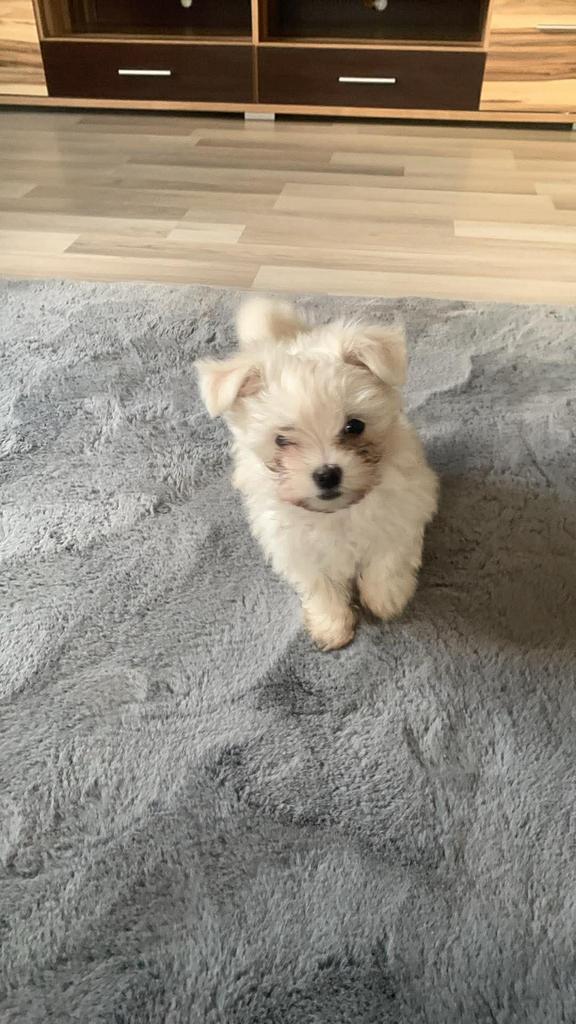 Bichon  maltezer, Parvo, Reu, 8 tot 15 weken, Meerdere