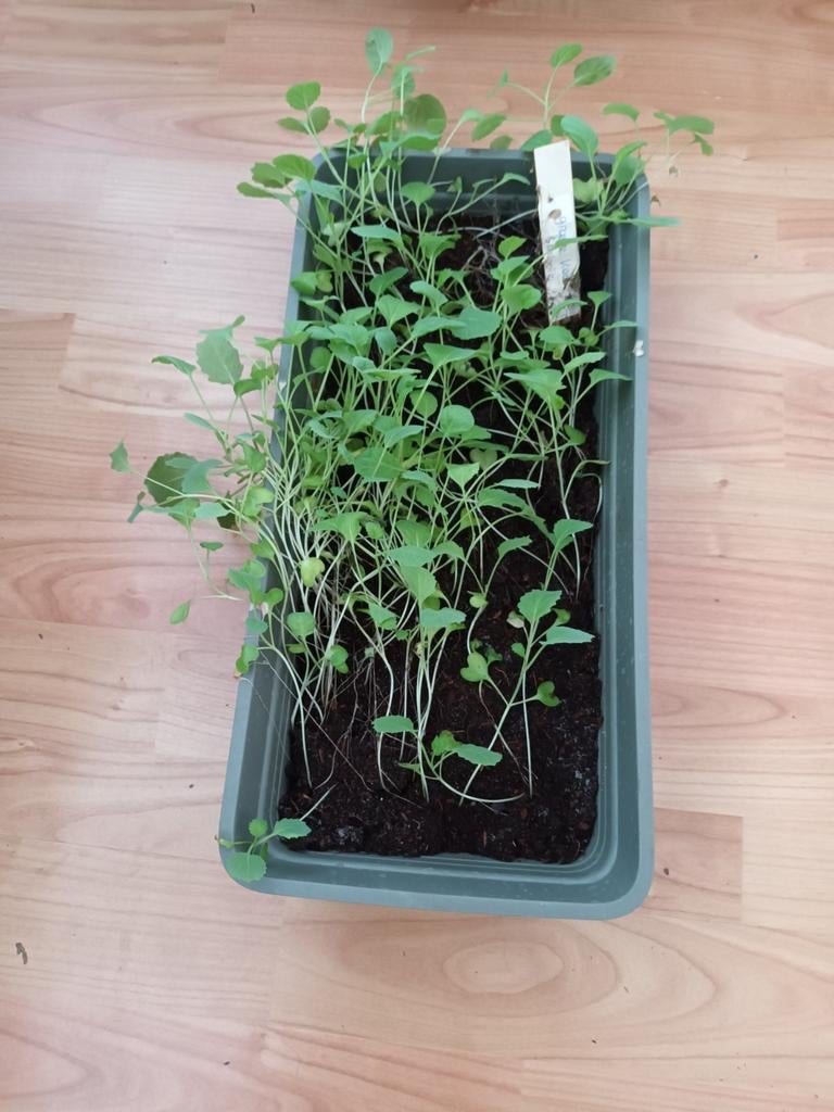 Broccoli planten volle bak, Ophalen, Groenteplanten, Volle zon