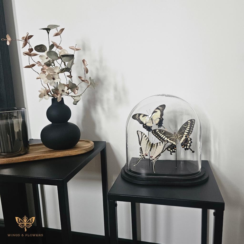 (Ovale) vlinderstolp, Wings & Flowers, Touwbaan 11, Lekkerkerk, Nieuw, Ophalen of Verzenden
