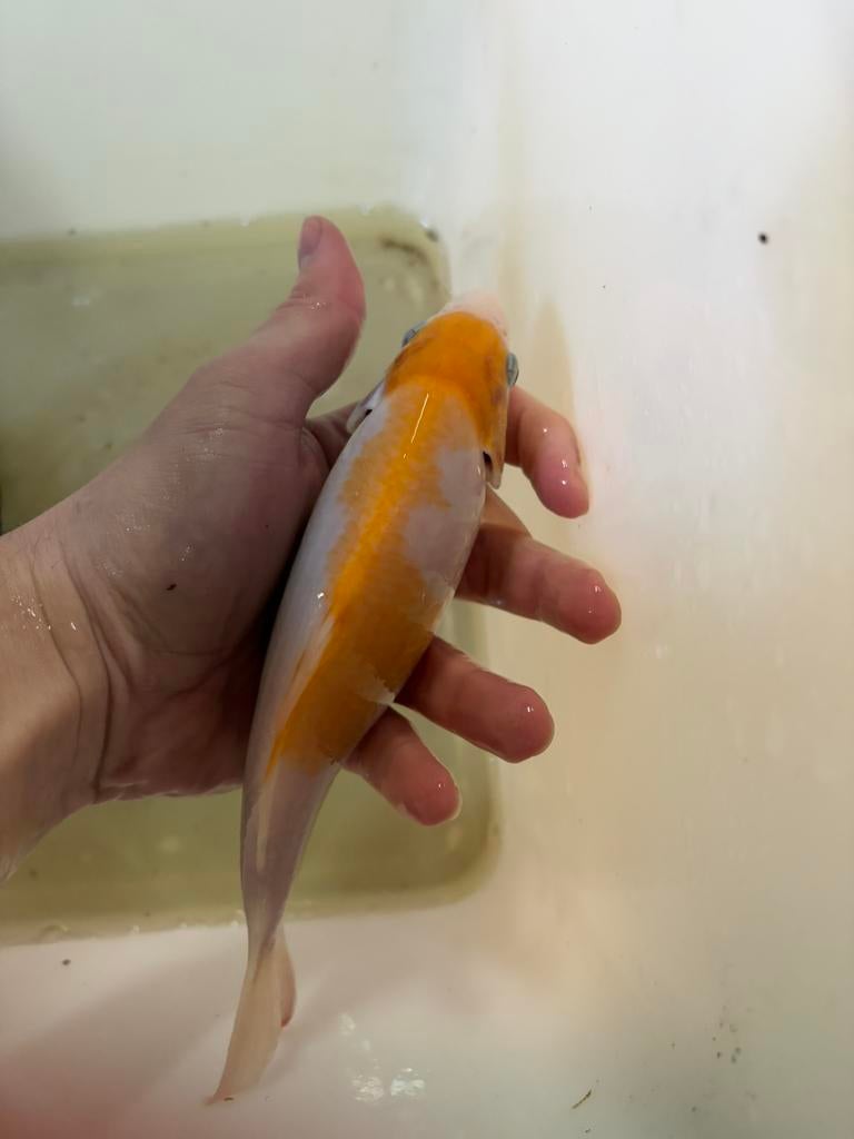 Koi karper | Kohaku | 25 CM, Dieren en Toebehoren, Karper of Koi