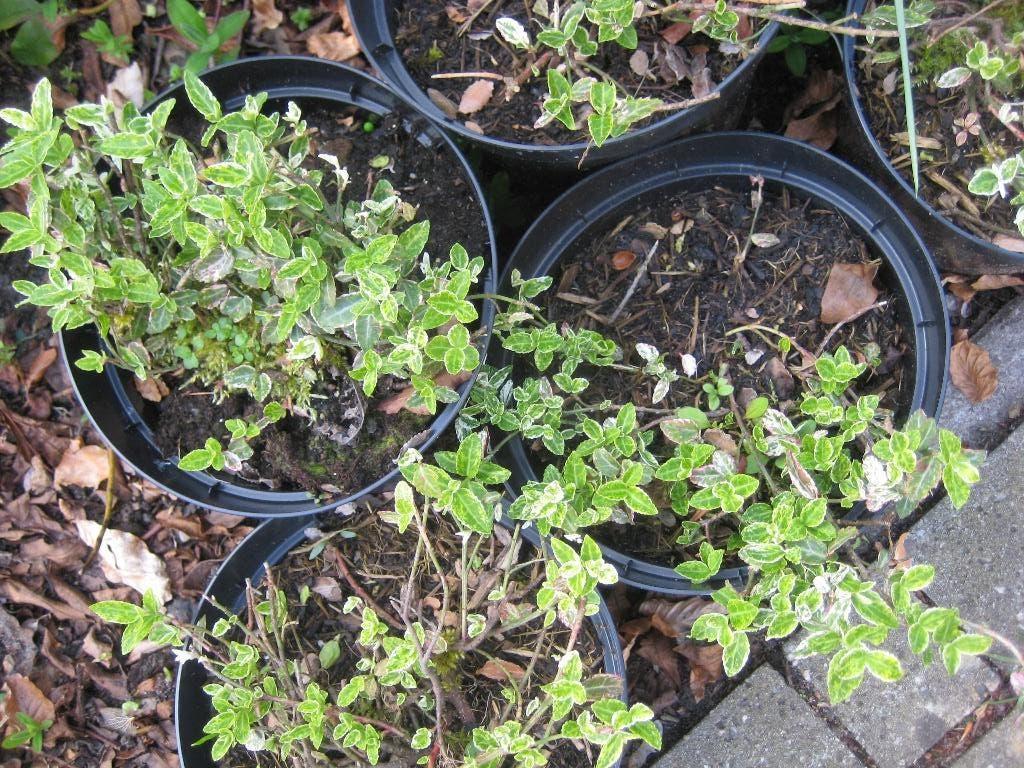 35 x bontbladige Euonymus Fortunei (KARDINAALSMUTS), Ophalen, Bodembedekkers, Vaste plant, Halfschaduw