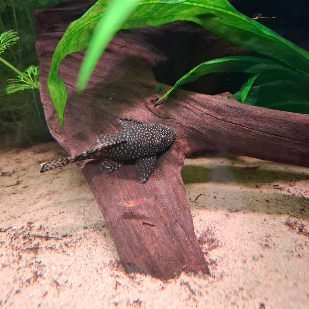 Ancistrus, Vis, Zoetwatervis