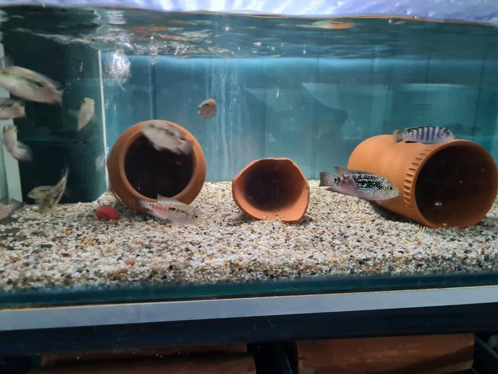 Jack Dempsey Cichliden, Rocio Octofasciata, Vis, Zoetwatervis