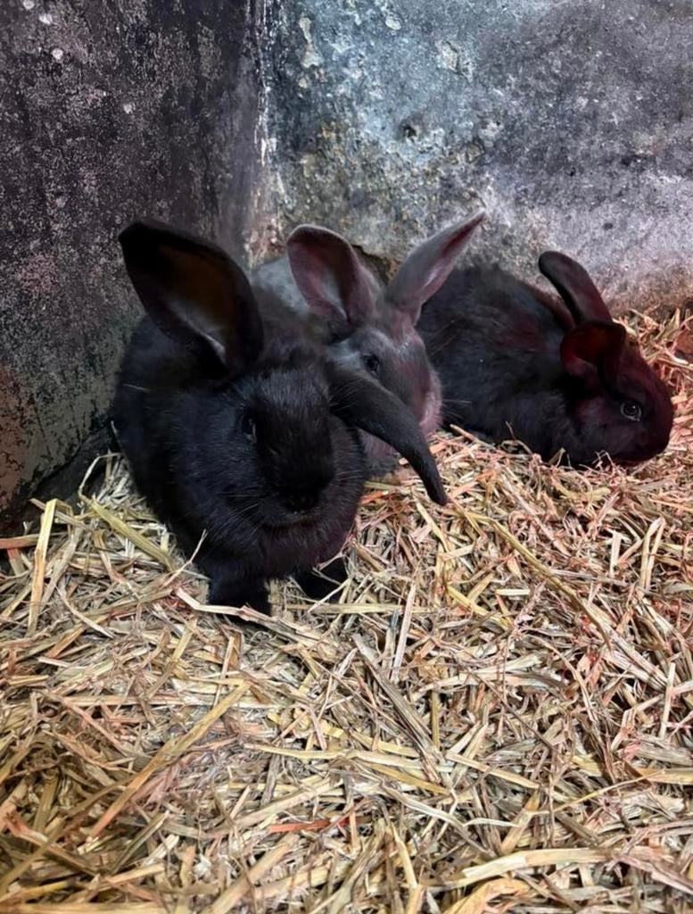 2 vlaamsereus konijnen, Dieren en Toebehoren, Meerdere dieren