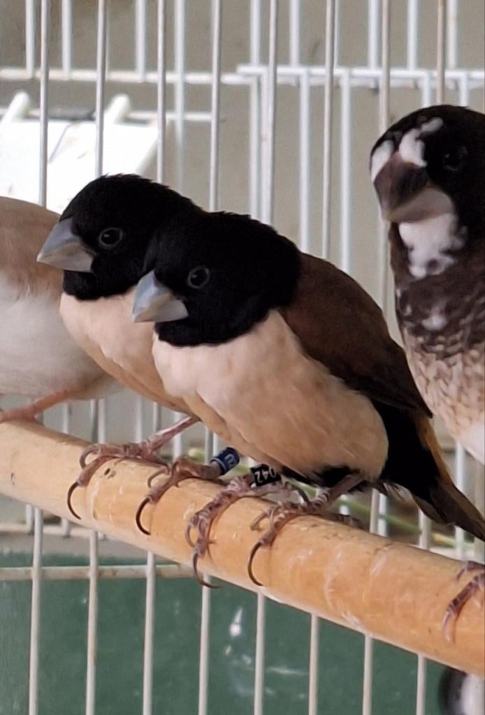 Prachtnonnen , lonchura spectabilis, Mannelijk, Geringd