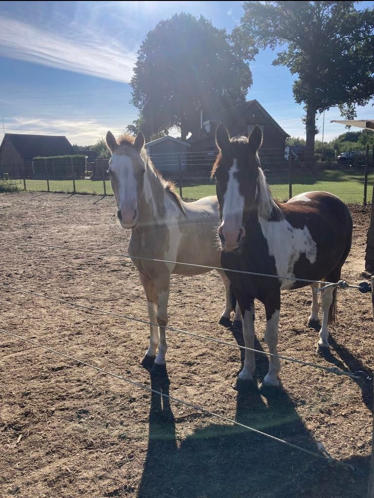 Altijd al je eigen pony willen hebben?, Meerdere dieren, B, C pony (1.27m tot 1.37m), 7 tot 10 jaar