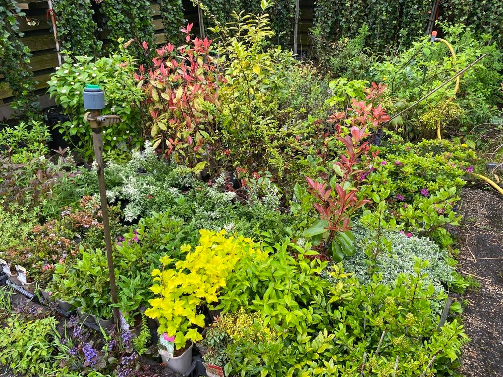 Tuinplanten Opruiming, Ophalen, Zomer, Overige soorten, Halfschaduw