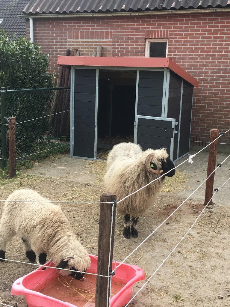 ministallen  shetland stallen alpaca minikoe mini-ezel paard, Dieren en Toebehoren, Stalling en Weidegang, Opfok, Stalling, Weidegang