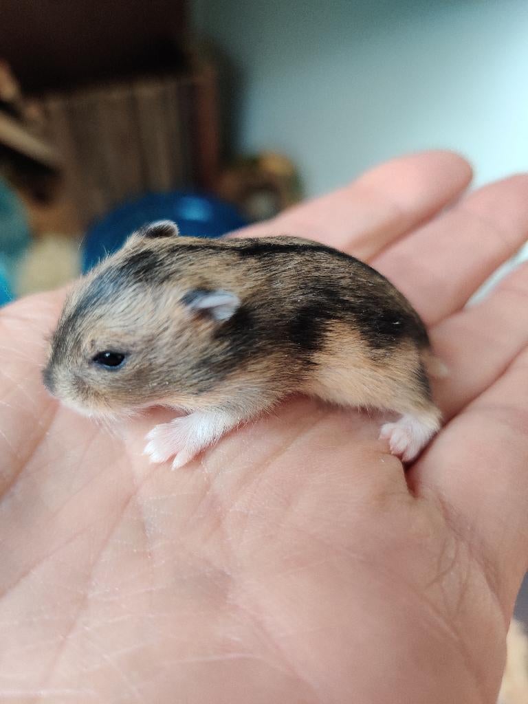 Tamme dwerghamsters uit het hamsterhuis (met kooi/spullen), Hamster, Januari, Meerdere dieren, Tam