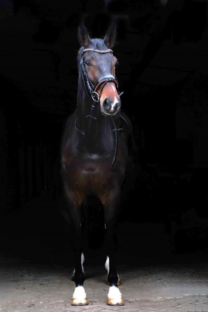 Te koop: Maxillaria – achtjarige merrie, Dieren en Toebehoren, Paarden, Merrie, L, 170 tot 175 cm, 7 tot 10 jaar, Dressuurpaard