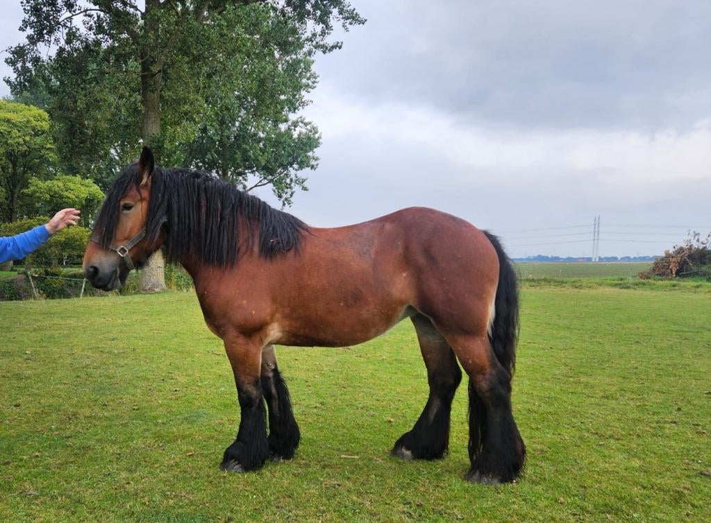 Belgische trekpaarden te koop, belgisch trekpaard, Dieren en Toebehoren, Paarden, 0 tot 2 jaar