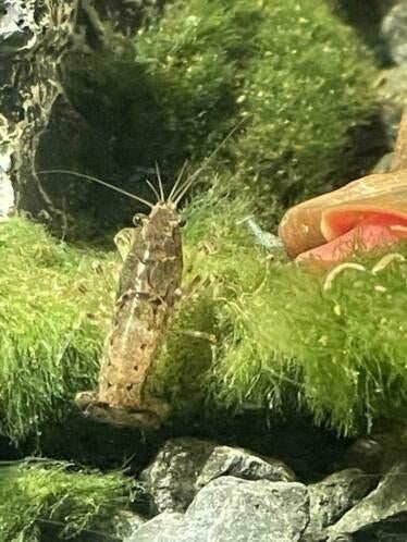 Cambarellus diminutus dwergkreeftjes, Dieren en Toebehoren, Vissen | Aquariumvissen, Zoetwatervis, Kreeft, Krab of Garnaal