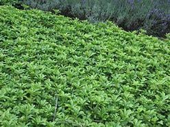 Pachysandra  (ideale, goedkope bodembedekker) potkweek, Ophalen, Overige soorten, Halfschaduw