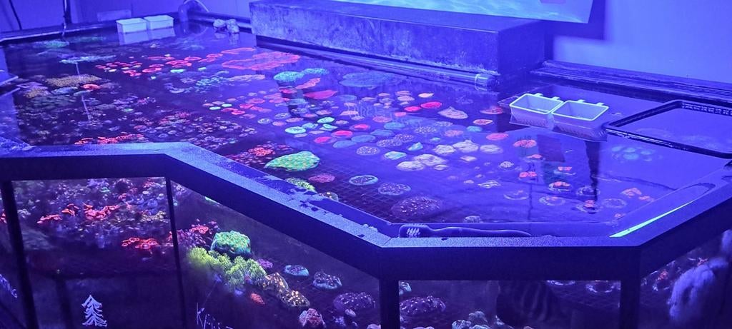 Collorful corals for your reeftank, Ophalen of Verzenden