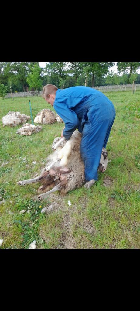 Schapen scheren
