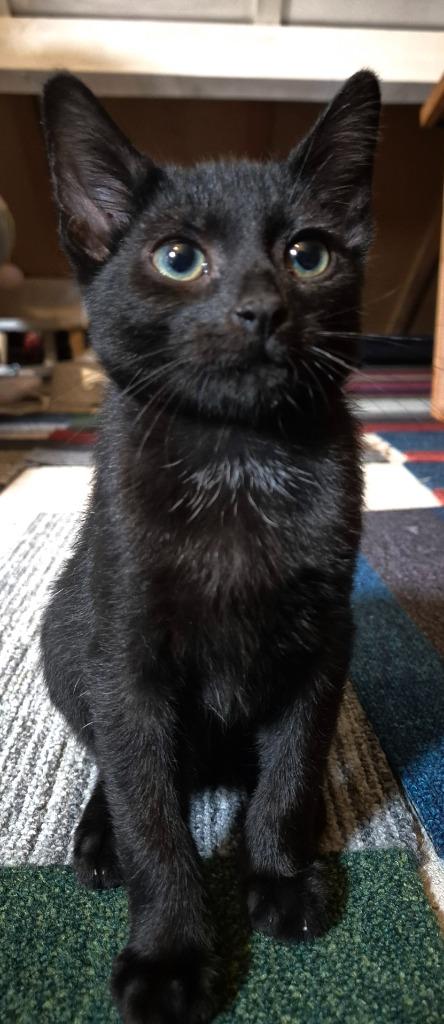 Kittens, Meerdere dieren