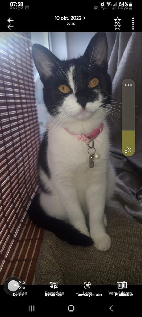 Kitty. Heeft een warm huisje nodig z.s.m, Dieren en Toebehoren, Katten en Kittens | Overige Katten, Poes