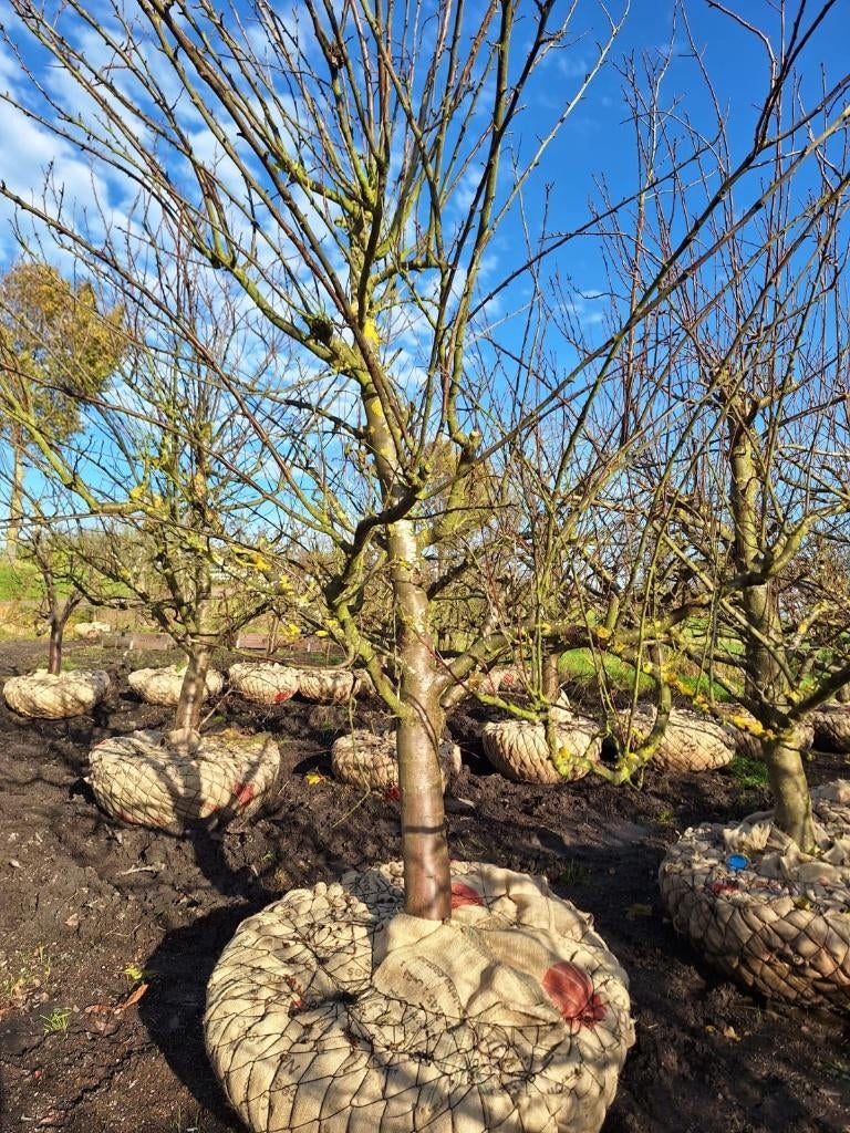 Halfstam Opal pruimenbomen 35 jaar, Ophalen, 250 tot 400 cm, Pruimenboom, Lente