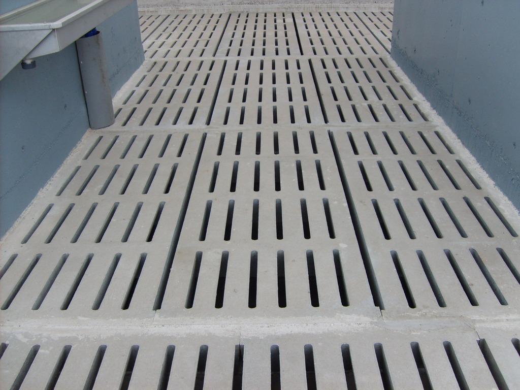 Stalroosters, Dieren en Toebehoren, Meerdere dieren