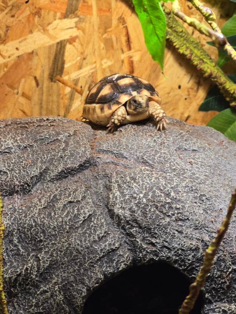 Testudo marginata, Dieren en Toebehoren, Reptielen en Amfibieën, Hagedis, 0 tot 2 jaar