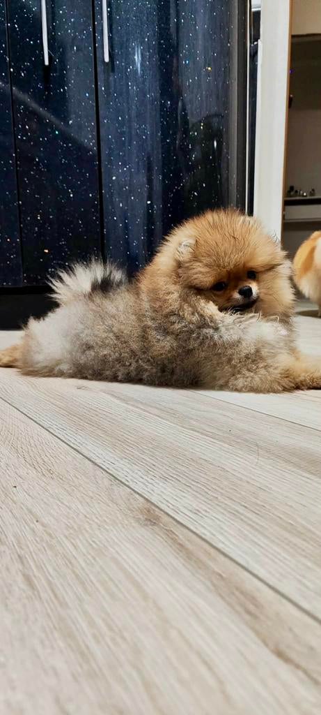 Pomeriaan teefje en reutje, Parvo, 8 tot 15 weken, Meerdere, Nederland