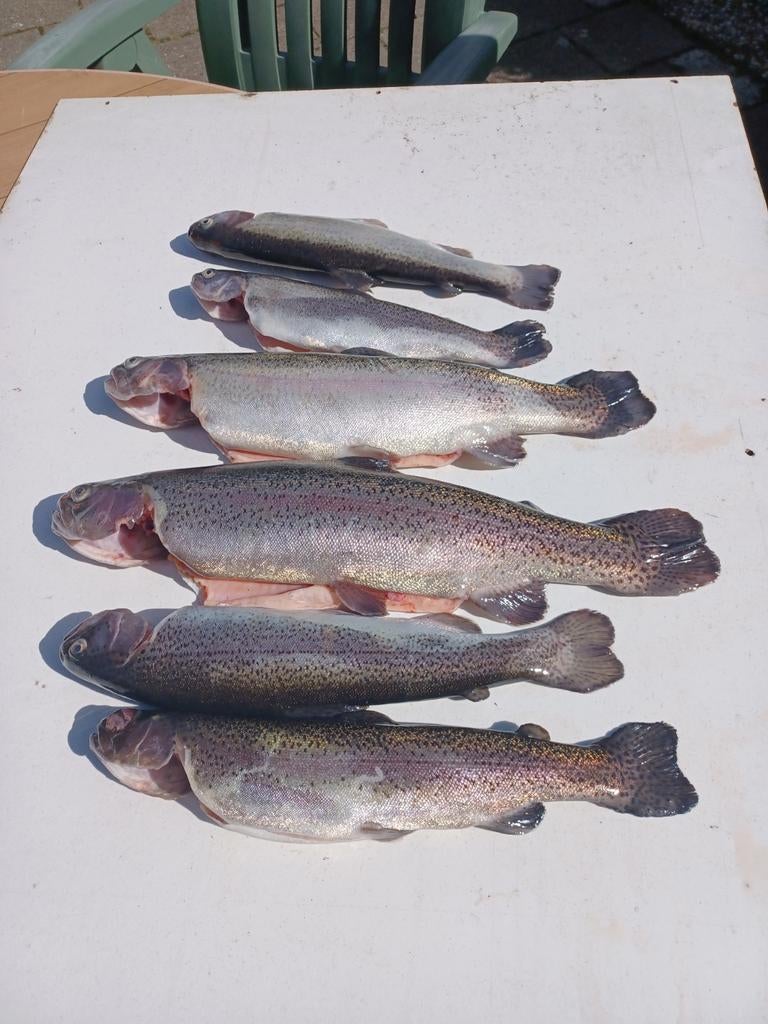 Verse en gerookte forel, Ophalen, Nieuw, Overige typen