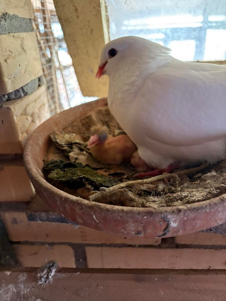 Te koop witte tacla’s en grijsschild meeuwen, Dieren en Toebehoren, Meerdere dieren