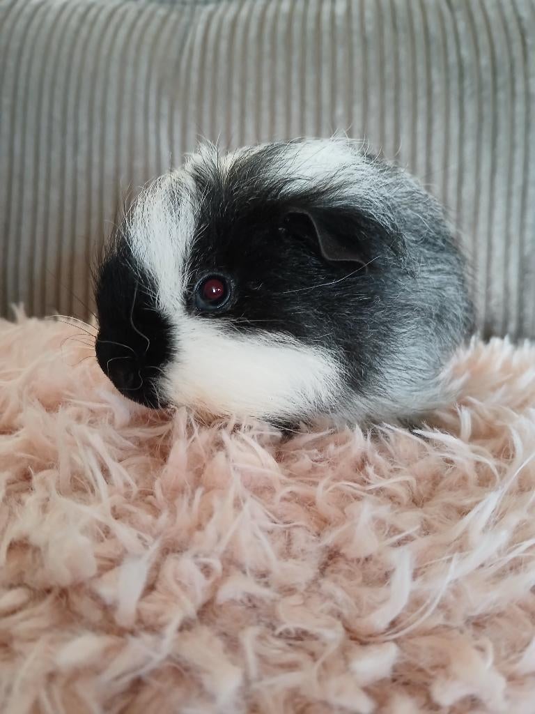 2 jonge cavia broertjes, Cavia, Mannelijk, Januari, Tam
