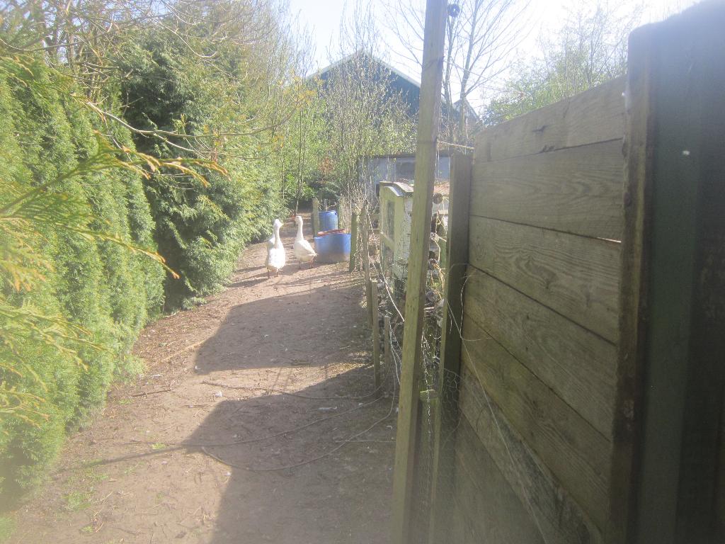 TE KOOP 3 GANZEN, Dieren en Toebehoren, April, Meerdere dieren