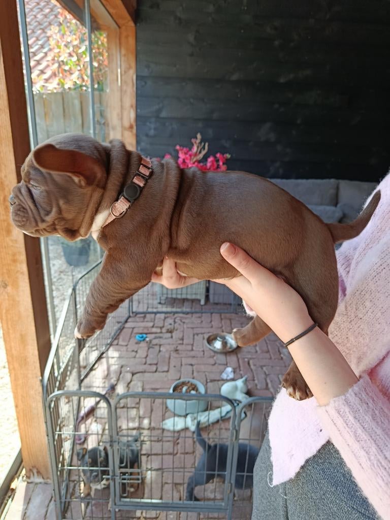 American Bully pocket,zijn opzoek naar een gouden mandje!, Overige rassen, 8 tot 15 weken, Meerdere, Meerdere dieren
