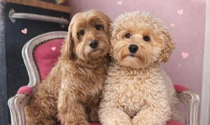 Australian labradoodle / Mini labradoodle pups, Overige rassen, 8 tot 15 weken, Parvo, Meerdere