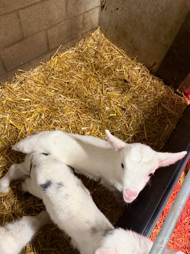 Fleslammeren witte melkgeit, Dieren en Toebehoren, Vrouwelijk, Schaap
