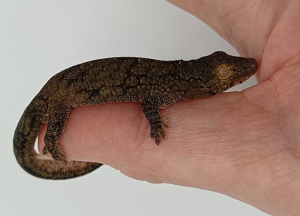 Eurydactylodes Vieillardi man 2024 Crested Gecko - male for sale from Sabrina