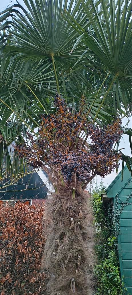 Gratis verse Trachycarpus zaden, Ophalen of Verzenden, Gehele jaar, Volle zon, Zaad