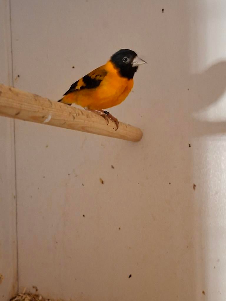 Kapoetsensijs man, Mannelijk, Tropenvogel, Geringd