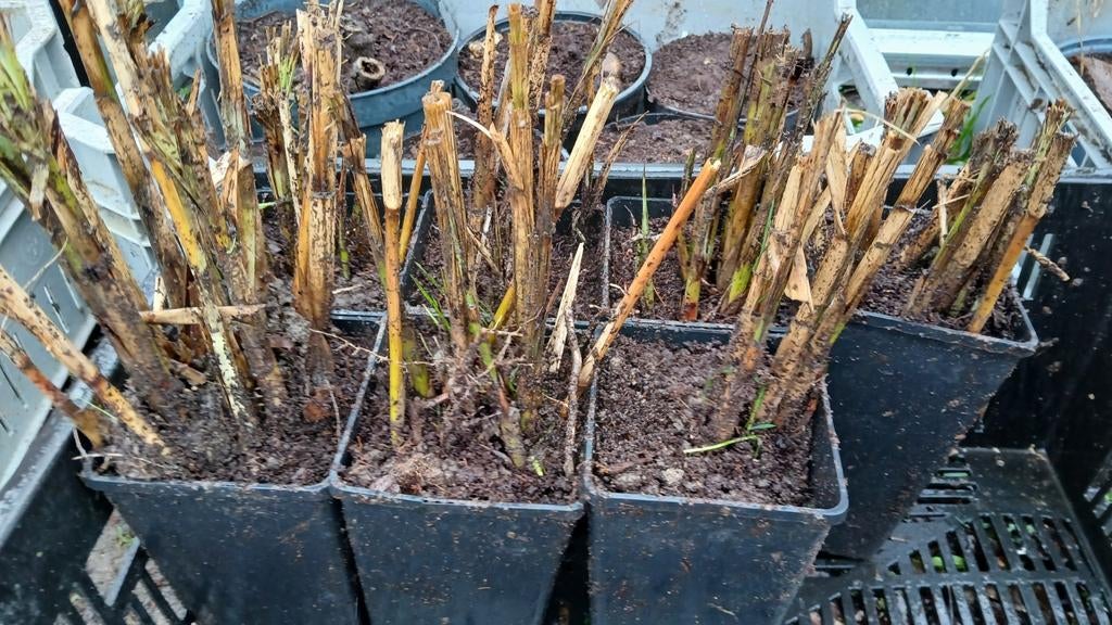 Stekken van Olifantsgras (Miscanthus), Volle zon, Vaste plant, Siergrassen, Ophalen of Verzenden