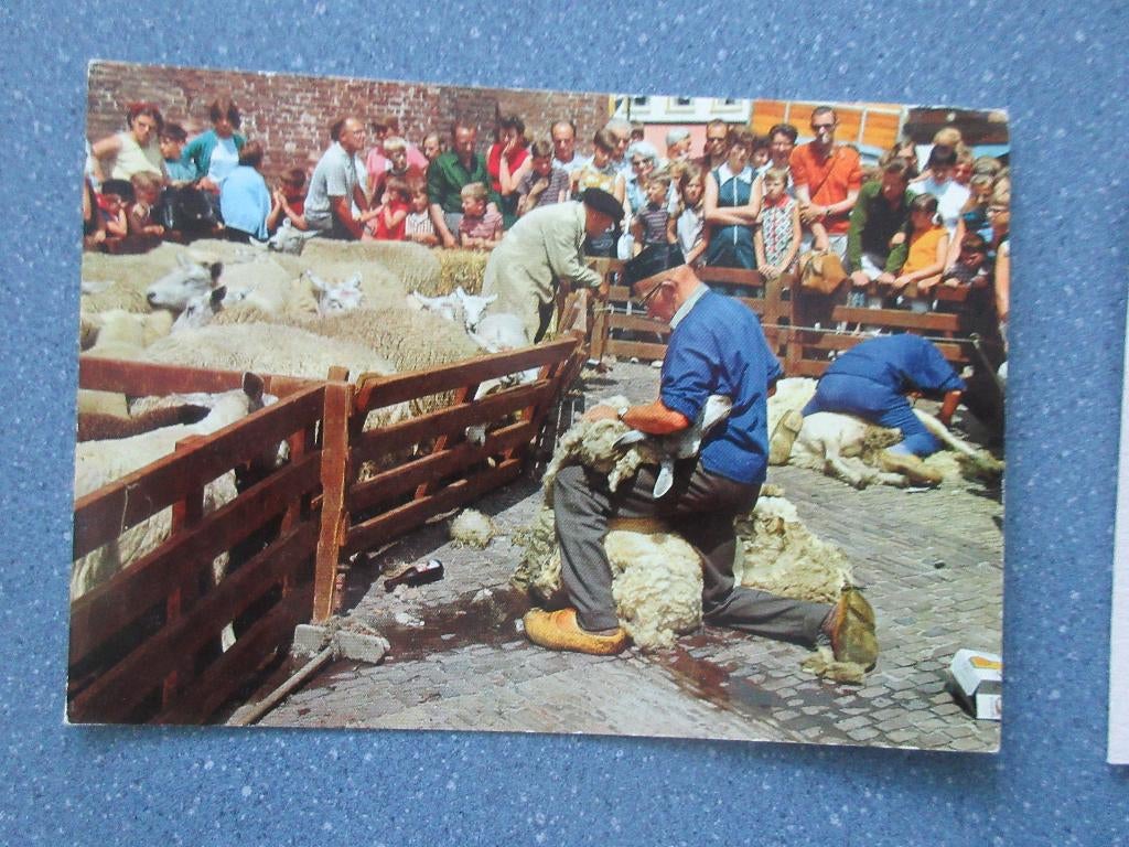 Barneveld, Schapen scheren op Oud-Veluwse markt, Verzenden, 1980 tot heden, Gelopen, Gelderland