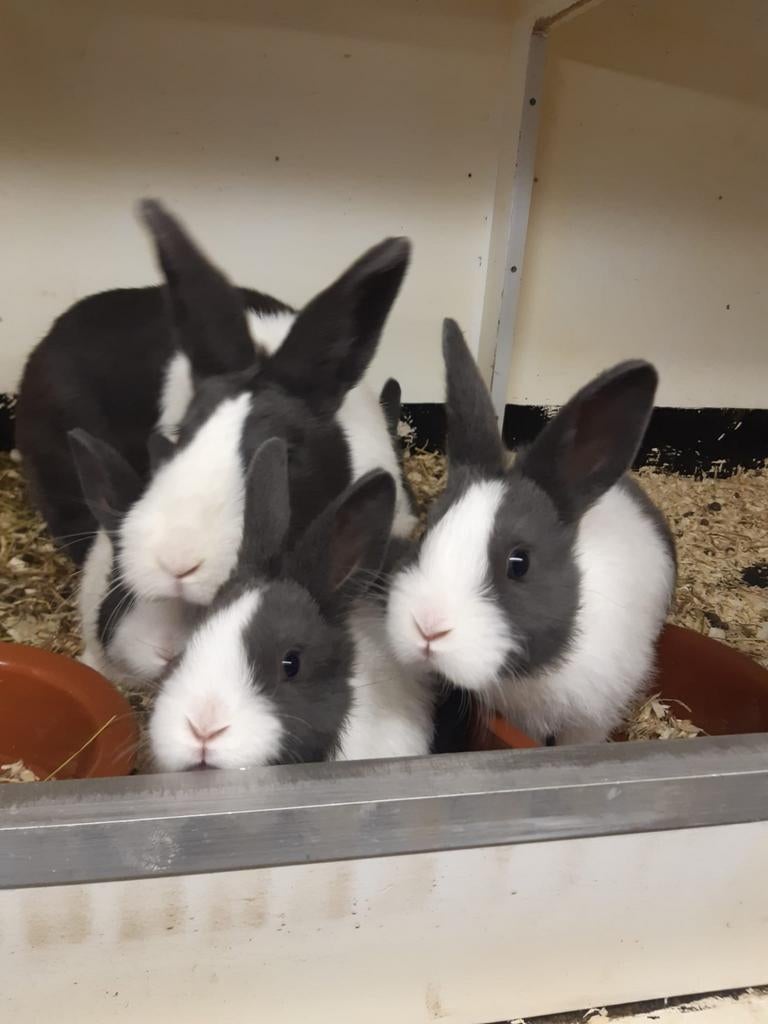 Jonge raszuivere Hollander konijntjes, Dieren en Toebehoren, Konijnen, Meerdere dieren, 0 tot 2 jaar