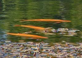 gezocht gevraagd vijvervissen wie stopt met de vijver, Dieren en Toebehoren, Overige soorten