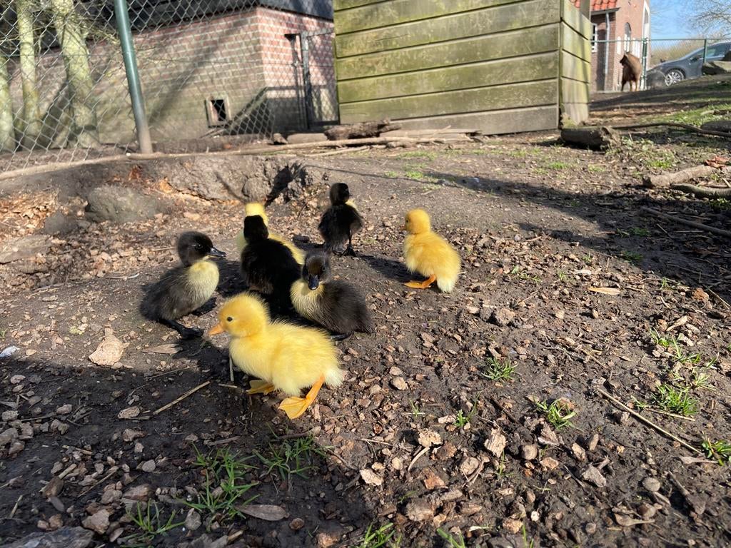 Kuikens en broedeireren kwakers en smaragd eenden, Dieren en Toebehoren, Meerdere dieren, Eend