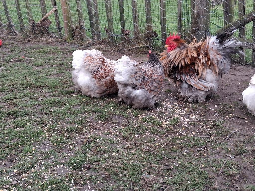 Broedeieren cochin goud blauw gezoomd, Dieren en Toebehoren, Pluimvee, Geslacht onbekend, Kip