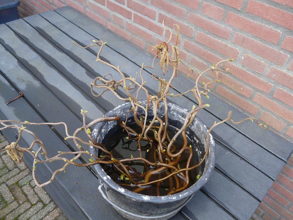 paastak, Ophalen, Nieuw, Feestartikel, Pasen