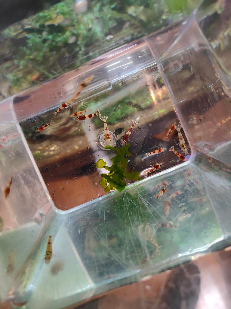 Caridina garnalen, Dieren en Toebehoren, Vissen | Aquariumvissen, Kreeft, Krab of Garnaal