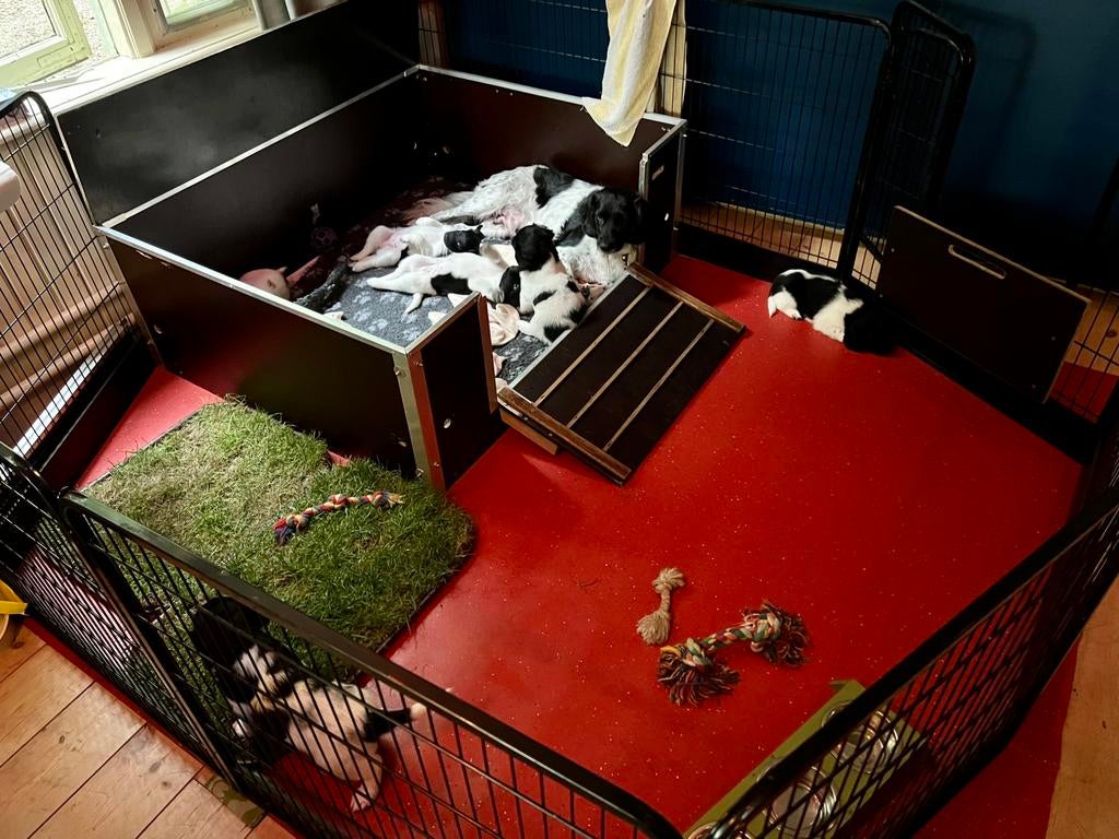 Honden werpkist te huur, Ophalen, Gebruikt, 110 cm of meer, Minder dan 65 cm