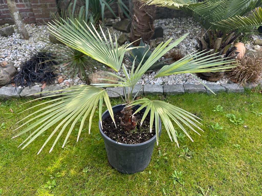 Mooie Princeps palmboom, palm, winterhard, Tuin en Terras, Planten | Bomen, Palmboom, Minder dan 100 cm, Volle zon, Zomer, In pot