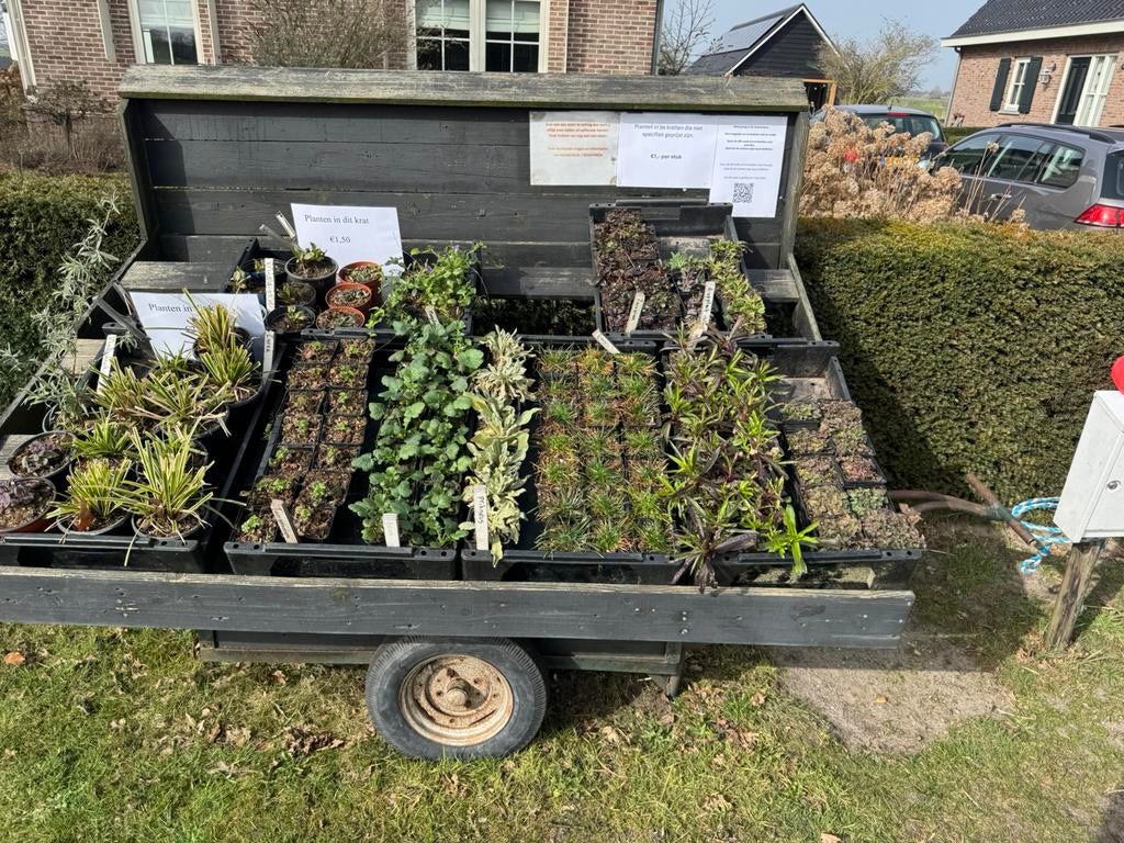 Vaste planten, Tuin en Terras, Planten | Tuinplanten, Ophalen, Overige soorten, Volle zon